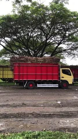 #fyp #storytruck #canter #truktebu #tebubalap #kebuntebumas