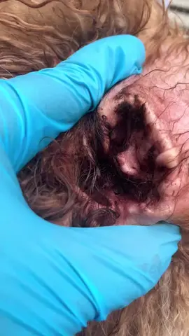 Pet ear cleaning, poodle ear hair removal #petearcleaning #petearpowder #poodleearhairremoval 