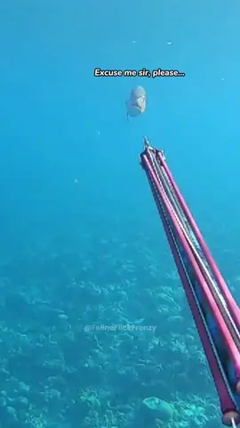 Fish 🐟#foryou #fish #funny #fyp #fypシ #fypシ゚viral #funnyvideos 