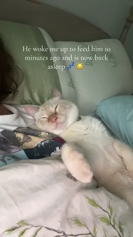 I respect his hustle but I cannot move and get my coffee because he’s sleeping in the crook of my arm 🥺 #sleepycat #siamesecat #flamepointsiamese 