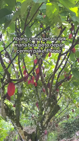 #petanimuda #petanitutar#zxycba #petanikakaosulawesi #petaniindonesia🇮🇩🇮🇩🇮🇩🌿🌿 #fyp 