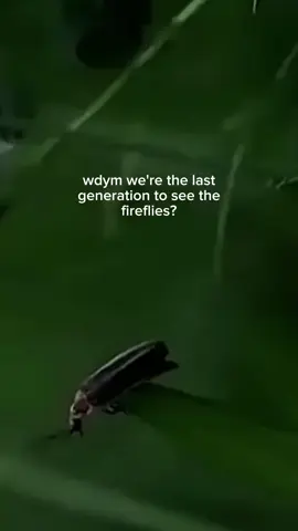 #firefliesowlcity#fireflies