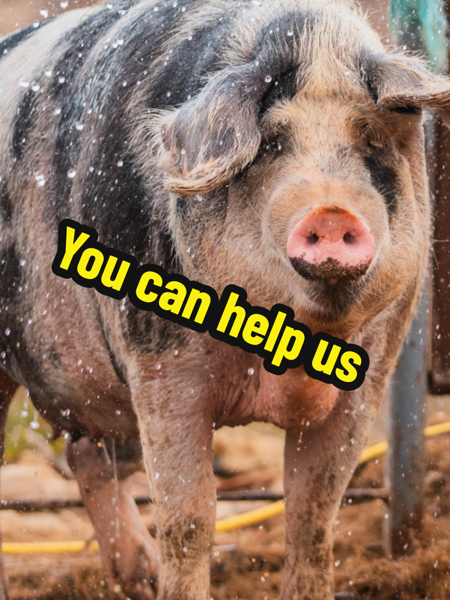 You can help us so easily. #animalsworld #animalrescue #animalsoftiktok #tenerife#tenerifedays #animalsanctuary #animalshelter #animalrescue#tenerifelovers #animalsinneed #CapCut 