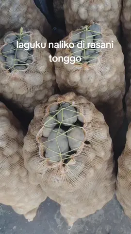 Ra ya ngunu a kang