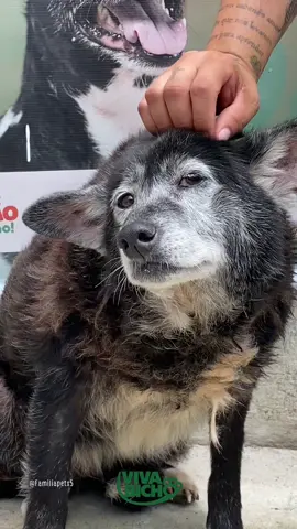🌻 Essa é a Sheid. Uma vovó cheia de amor que foi abandonada na velhice… 💔 Ela ainda sonha com um lar ou com um coração disposto a apadrinhá-la. Assista até o fim e ajude a transformar essa história. 🙏🐾 ⠀ 📍 No link do perfil tem várias formas de ajudar! 🐶 Adoção | 💌 Apadrinhamento | 🐕 Petiscos, ração, cobertas e carinho! ⠀ ⚠️ O abrigo cuida de +600 animais e precisa da sua ajuda! ⠀ ✨ Se não puder ajudar agora, tudo bem… Mas curtir, comentar e compartilhar já faz toda a diferença #CapCut #animais #abrigo #pets #caes #cachorro  @Família Pets  @Família Pets  @Família Pets 
