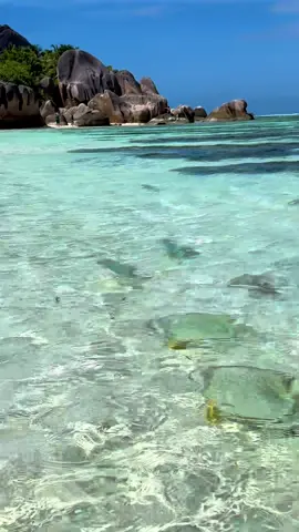 🏝️🐠🌊🧜🏻‍♀️ #beautifuldestinations #bestbeach #ansesourcedargent #fish #underthesea #seychelles #seychellestiktok🇸🇨 #ocean #landscape #magical #paradise #tropical #travelwithme #easthetic #calm #tropics #voyage #fry 