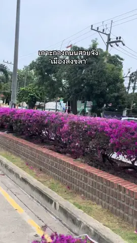 ดอกเฟื้องฟ้าเกาะกลางถนนสวยมาก #เมืองสงฃลา #เกาะกลางถนน #ดอกเฟื่องฟ้า