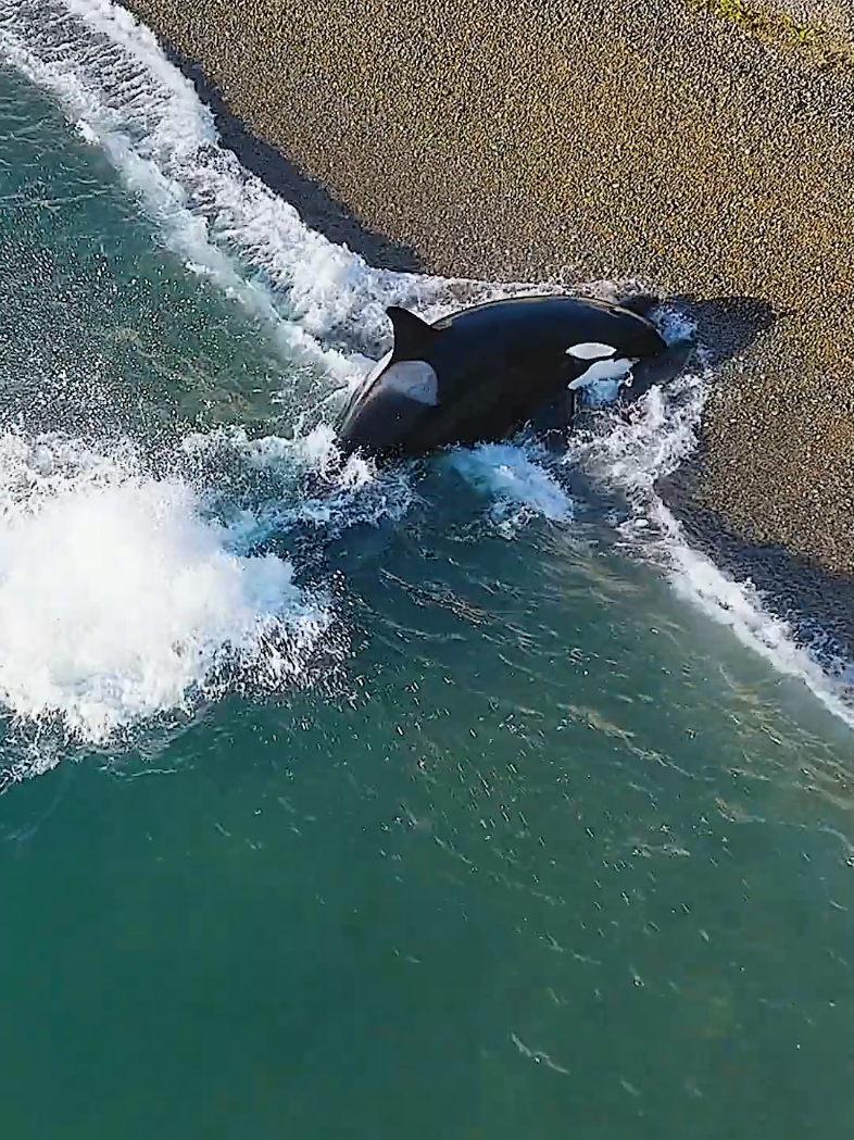 The young orca has learned to hunt seals.#foryoupage #tiktok #animals #fyp #fish #orca 