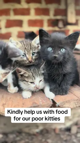 #CatLoversUSA #SupportCatsUSA #CatRescueUSA #AdoptDontShopUSA #FelineLoveUSA #CatWelfareUSA #ProtectCatsUSA #CatAdvocacyUSA #SpayNeuterUSA #CatCareUSA #FelineRescueUSA #CatShelterUSA #FurryFriendsUSA #WhiskerWisdomUSA #PurrfectSupportUSA #KittyLoveUSA #CatRightsUSA #FelineAdvocacyUSA #AnimalWelfareUSA #CatLoveUSA #BestFriendsForPets #ASPCA #PetRescue #AnimalShelter #PetAdoption #PetCare #PetLove #CatParents #FelineFrenzy #CatLady #CatDad #KittyRescue #FelineFriends #CatsofUSA #PurrfectPals #CatLoversUnite #FelineCare #AnimalLoversUSA #PetSupport #RescueCats #AdoptLove #FurryFellows #WhiskerWonder #PawsitiveVibes #CatCharity #FelineSupport #USAcatLovers #CatCommunity #FurEverHome #PurrfectLife #FelineLoveUnconditional #KittyAdopt #RescueCatUSA #CatAdvocate #FelineWelfareUSA #PetCompassion #CatCompanions #FurryCompanions #
