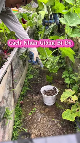 Cách nhân giống bí đỏ #tungxanh #phucvuxanh #rau #đàlạt #rauantoan #phanbonhuuco 