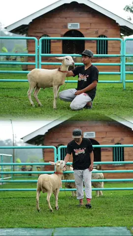 Si Sambo #dombawonosobo  #dombos 