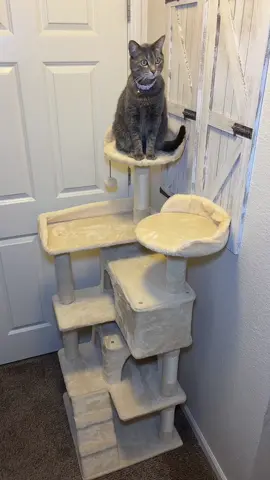 #catsoftiktok #cat #catmom #cattok #fyp #tiktokshopmemorialday #TikTokShopSummerTurnUp  #cattree #cozyvibes #petlife 