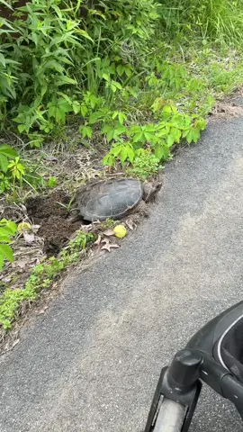 I love nature 🥰😍 #turtle #turtles #kaididey #momof2 #surprise 