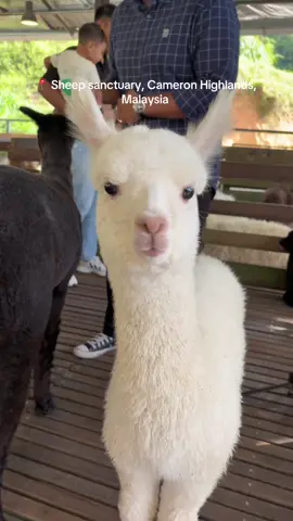 Imaginez-vous la douceurs de ces animaux 🦙🐑 #malaisie #malaysia #alpacas #alpagas #sheep #voyage #travel 