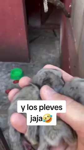 una caguama para el dueño del audio 🤣🤣🤣 #fyp #parati 