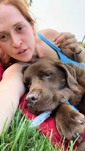 It’s with immense sadness to announce that I lost my soulmate yesterday to hemangiosarcoma. It was so sudden and I’m lost without you Joey! You have saved my life so many times, I’m sorry I couldn’t save yours 😭#joeythelab #chocolatelab #heartdog #family 