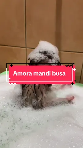 Amora sipaling suka mandi busa🐵 #monkey #monyetlucu #animalsoftiktok #monyettiktok #monyetpintar 