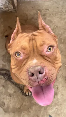 ##rednoseday #pitbullrednose #pitbulllove #pitbull #pitbullsoftiktok #chien #كلاب #dogsoftiktok #dogs #بيتبول #بيتبول_اقوا_كلب_فل_عالم  كلاب بيتبول في الجزائر بيتبول في الجزاىر اقوى بيتبول في الجزاىر  كلب بيتبول بيتبول 