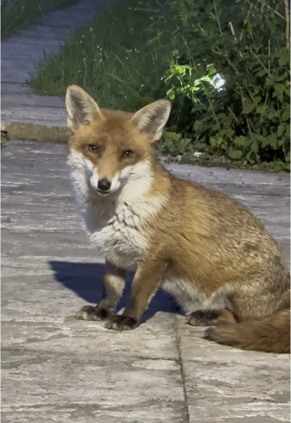 Flo 🦊🩷 #fox #theadventuresoftinyflo #foxtok #flo #animal #foxesoftiktok #fyp #FYP #wildlife #foruyou #funnyanimals #follow #like #wildfox #funnyanimalvideos #wildfoxfeeding #wildlifevideos #foxes #sleepy #sleepybaby #cute #cuteanimals 