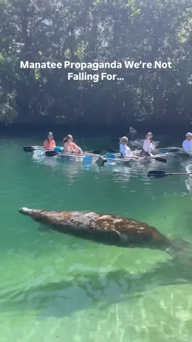 Don’t fall for these lines… manatees are a keystone species that are vital to Florida ecosystems so checkout these truths and share some seacow-know-how 🫶🏼 1. Fossil evidence shows manatees have long called Florida home and are a keystone species in Florida environments evolving with seagrass communities for millions of years🦴 2. It’s not okay to do anything that might bring manatees closer to humans. We can keep manatees wild and safe by never offering manatees water. Anything that brings manatees closer to boats brings them closer to danger.  3. It’s never okay to touch manatees! It doesn’t matter if you’re uncle’s, friend’s nephew’s girlfriend’s, best friend said she heard it was okay to touch with one hand or touch manatees if they touch you because they had a friend who’s grandma lived in Florida. We know it isn’t good for manatees- so ask yourself why do you need to touch a wild animal? Practice leave no trace and observe manatees and all wildlife from afar so as not to disturb their natural behavior.  4. The opposite is happening due to over development and unsustainable recreational practices, there isn’t enough seagrass to sustain manatees because of HUMANS. 🌱  5. The only way to protect manatees is to slow down! Like way down! A prop guard doesn’t protect against blunt force trauma that is caused by two large objects colliding. 🛥️  What is the manatee propaganda you’re not falling for?  • • #weekiwachee #wildlife #kayakingadventures #clearwater #clearkayak #florida #floridawildlife #wildlifeencounter #fladventurecoast #getupandgokayaking #kayakingadventure #manatee #manatees  #nature