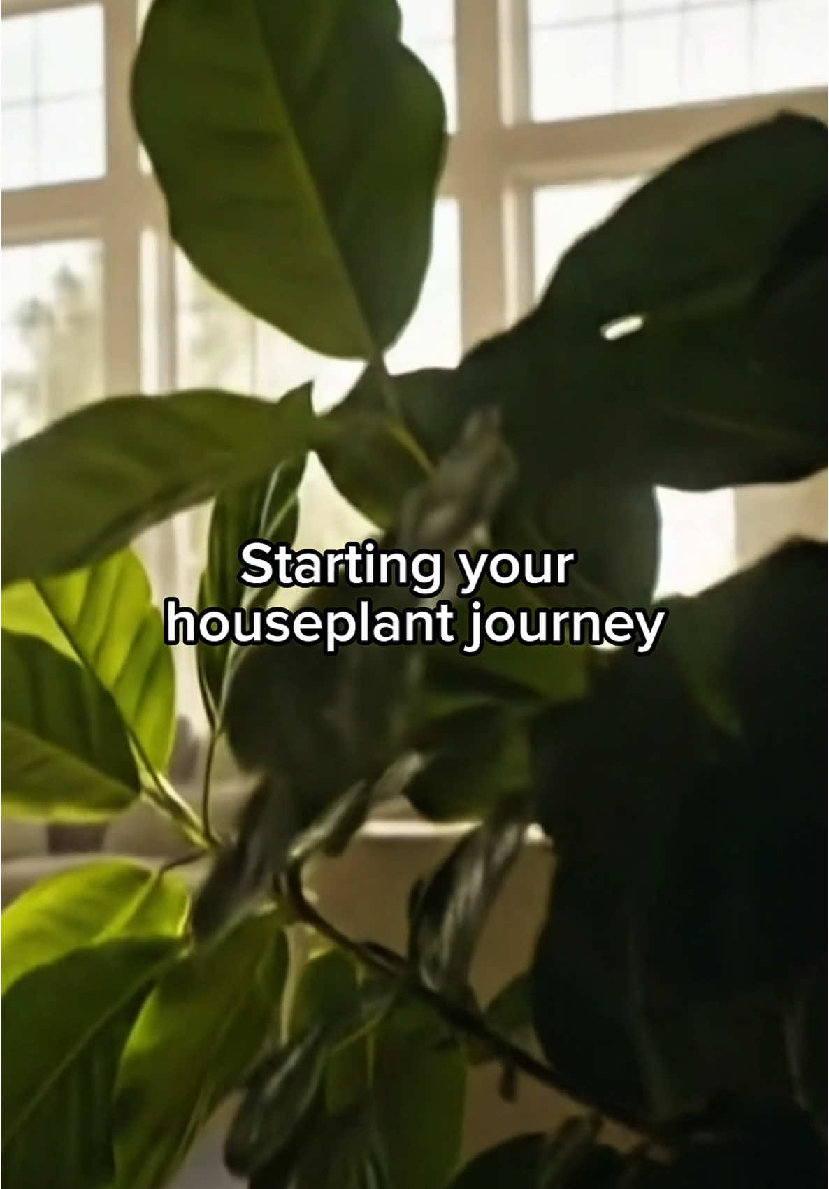 New to houseplants? 🌿 Start with Pothos, ZZ, Hoya or Spider plant, all easy, all gorgeous. 💡Got low light? Grab my grow light with 30% OFF! Link in bio 🔗 #HouseplantBeginner #PetFriendlyPlants #LowLightPlants #fyp
