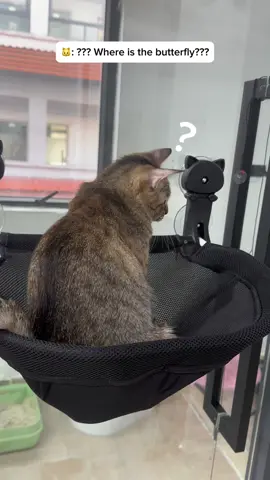 Look at her funny reaction😆 #cutecat #catlife #catsvideo #cathammock #catlover #funnycat #petsupplies #catsoftiktok
