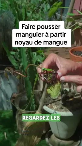Comment faire pousser un manguier à partir d’un noyau de mangue 🥭  Toutes les étapes de À à Z  #mangue #manguier #mango #astuce #arbuste #fruit #carolinemunoz #jardinage #mangifera #pourtoii #pourtoi 