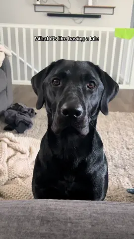 the most needy pup #doglife #petlife #dogsofttiktok #dogtok #labb#labrador #labradorpuppy #boydog 