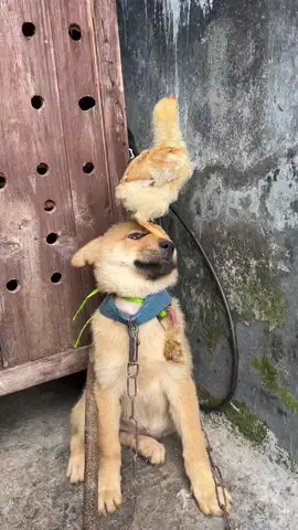 #bestchinesevideos 