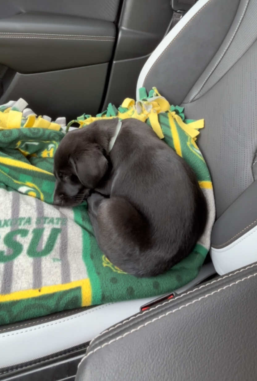 Oh to be a sleeping puppy with no cares in the world🥹🫶🏻 ———————#blacklab #puppy #myshayla #newpuppy #labrador #carride #sleepingpuppy #rosie 