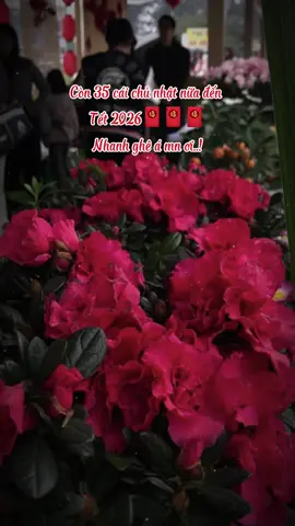 Thông báo còn 35 cái chủ nhật nữa nha mn ơi..! #tet2026 #nhacxuan #nhachaymoingay 