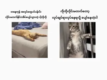 နောက်ကျလဲတင်မယ်🤪###