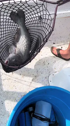 Big catfish on the line #fish #fypシ #boat #catfish #Summer #texas #lake 