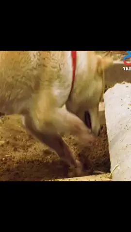 Chú chó thông minh #rewiewphim #xuhuong #rewiewphimhay 