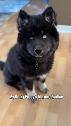 Mornings with @Tikanni Kita 🌈 Tehya & Kaito 😅 #puppylife #huskypuppy #lifewithdogs #huskyhowl #howlingdog #howling #morningroutine 