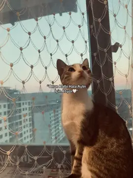 Bi kalb aynı kalb baba🤍)#36agayev #ağayws⚡️ 