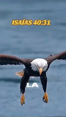 Palabra de Dios Isaías 40:31#versiculospoderosos #palabradedios #reflexiones #VERSICULOSBIBLICOS 