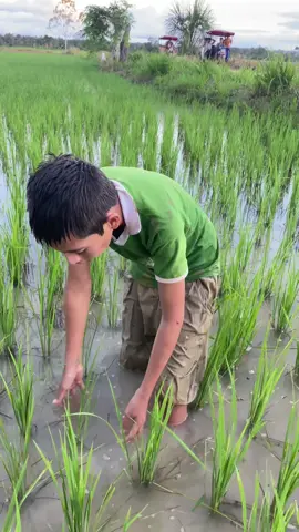 Así es el arroz cuando está macollándo #yurimaguasperu🌴🌴🌻🌻💥🌱☘️🍂🌾 #campo #chacra #pueblos #arroz #arroces #agricultura #cultivos  #elarroz 