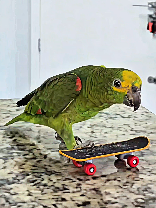 My parrot knows how to skateboard! 🫣😱 #Skateboarding #animaisnotiktok #parrot #bird #skate #birds #loro #papagaio 