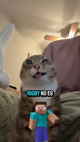 Todos amamos a rigby 😭❤ #humor #curiosidades #animales #gatos #enojado #stevvecx 