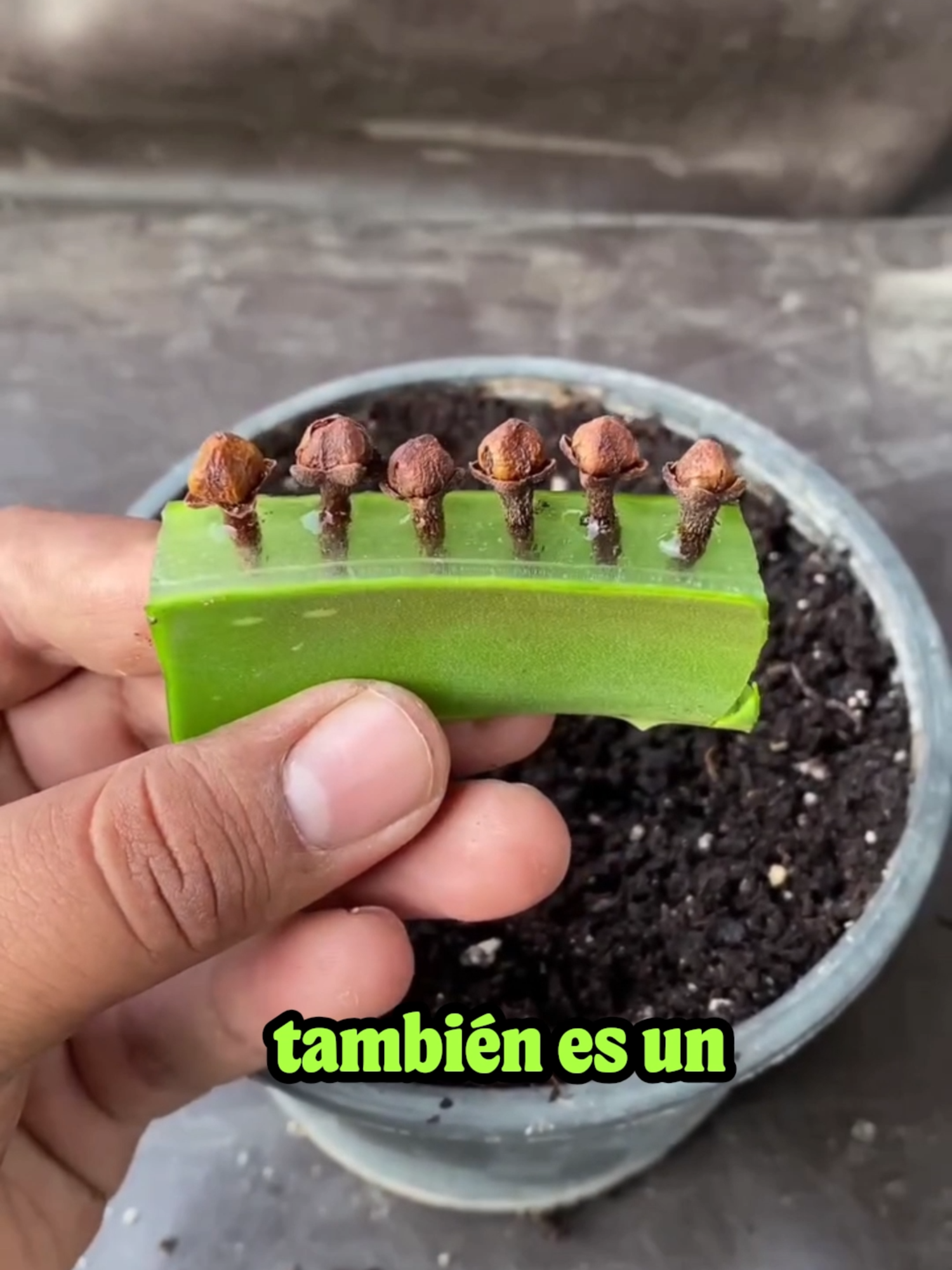 Transforma un pedacito de aloe vera en clavo de olor 🌿✨#jardineriaencasa #plantas #cultivaencasa #huertoencasa #aloevera #clavodeolor