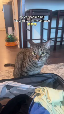 i don’t have the heart to tell her she isn’t coming 😭😭😭 #catsoftiktok #myshaylaaaaaaa 
