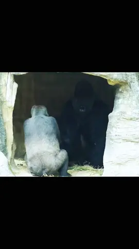 #gorilla #animals #gorillaz #animal #monkey 