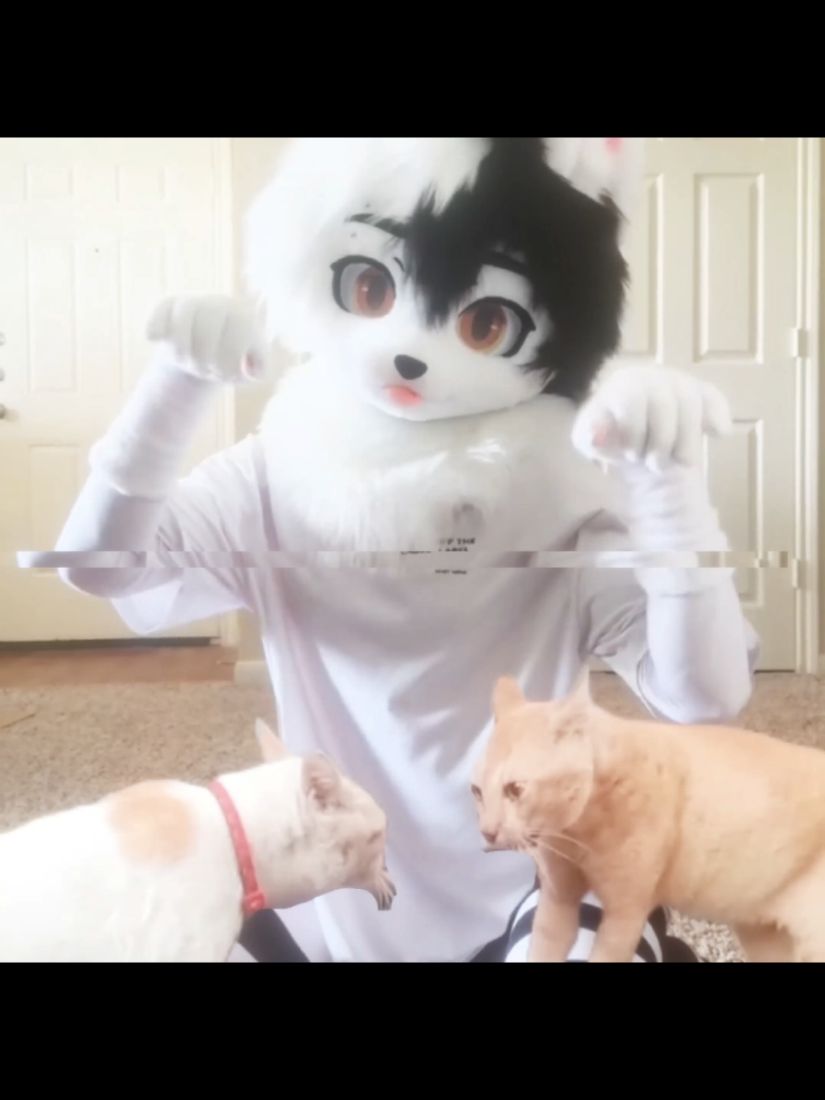 This cats>> @Wakidun Klontong  #bestcats #cat #cats #catedit #fyp #edits 