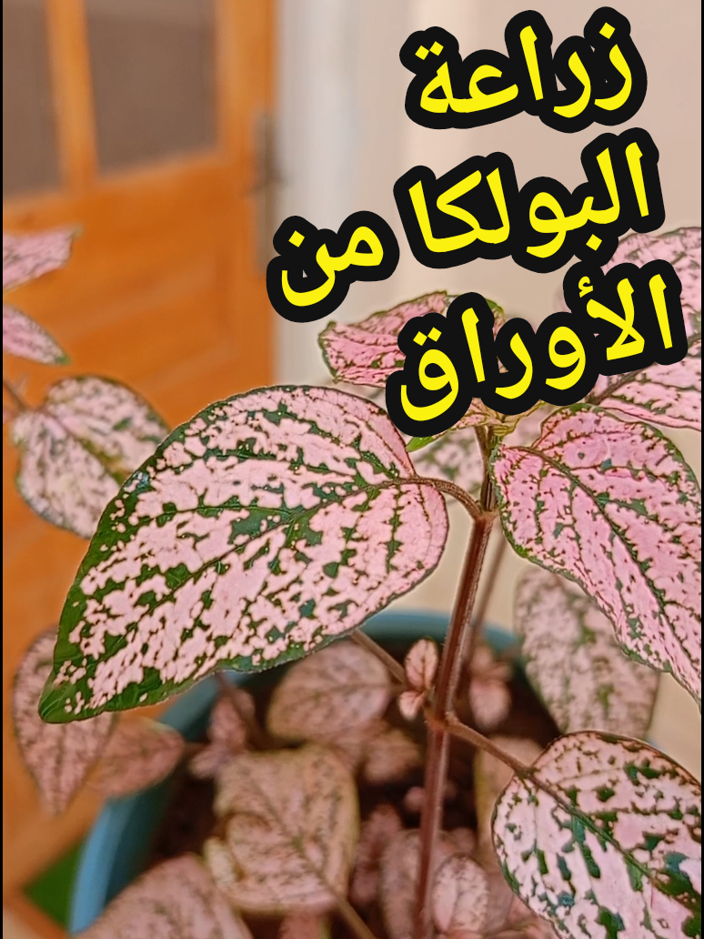 زراعة البولكا الرقطاء من الأوراق حتى الإنبات في المنزل في إصيص | Growing Polka Dot From Leaves To Plant At Home In A Containers  #مسعودي_سمية  #Messaoudi_Soumaya  #plants #plantsoftiktok #garden #gardening #agriculture 