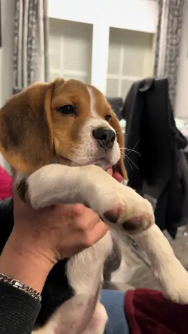 4 meses de diferencia🥹🫠 #dog #beagle #puppy #fyp 