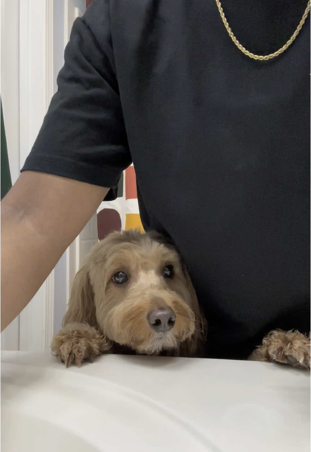 Nightly Teeth Brushing for my boy DJ! He always reminds me to brush his teeth before bed! #goldendoodle #smartdog #dogsoftiktok #dogmom #brushyourteeth 