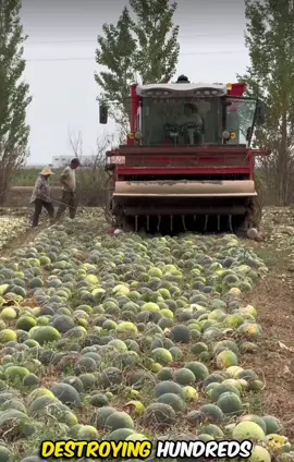 Why Chinese People Destroying These Watermelons🤔