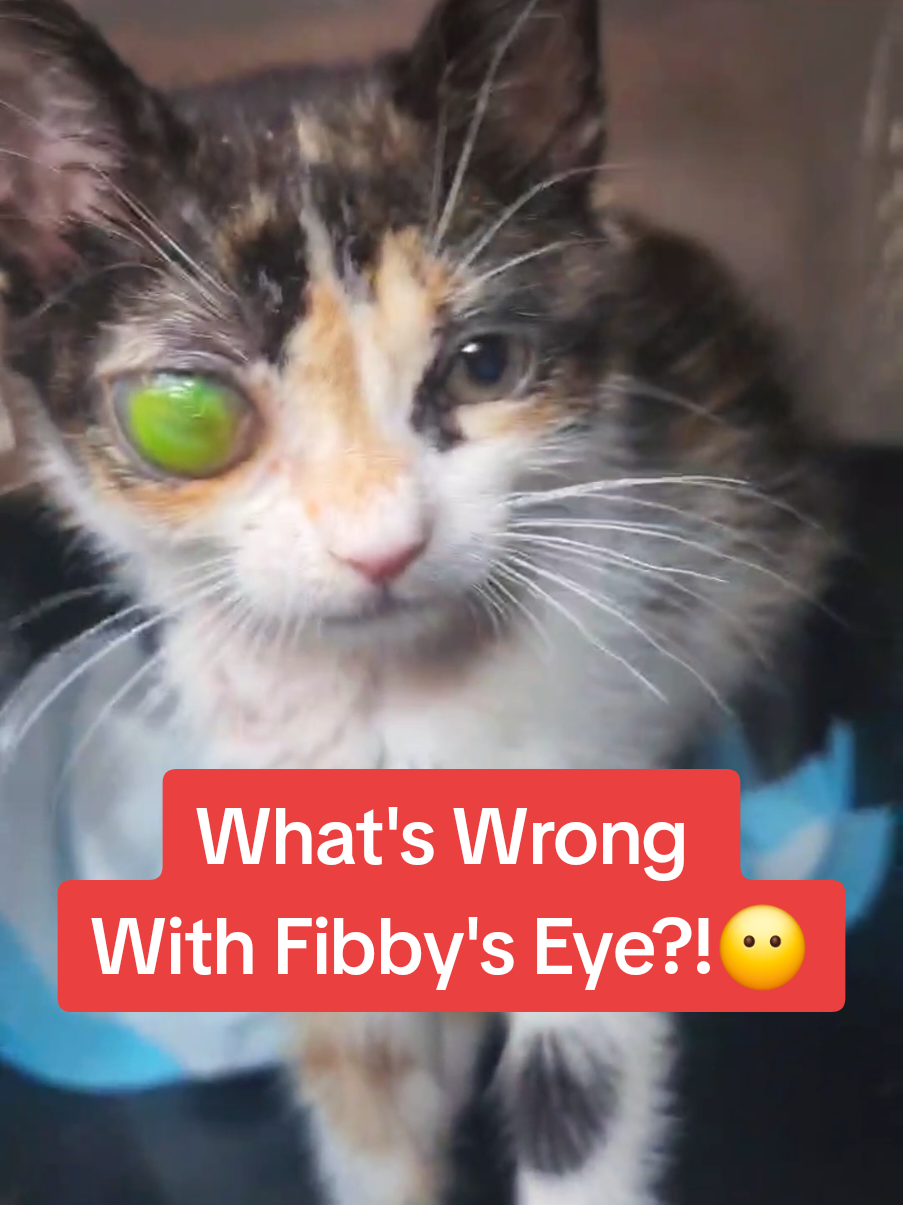 Replying to @low12391 ngl it's a tough situation but we're trying our best❤️ #fyp #foryou #cat #kitten #catlover #help #catsoftiktok #animals #rescue #cute #pet #Love #emotional #sad #happy #moment #pov #life 