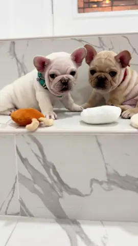 Perfect little squishy babies. Which one would you choose? #pibbleasmr #POTATOPIBBLE #pibbledad #frenchie #cutepets #pibblesoftiktok #cutepuppycheck #bocafrenchie #fortlauderdalefrenchie #fortlauderdalefrenchie #pibble #babydog #cutepuppies #potato #palmbeachfrenchie #miamiregalblues #cutepuppydog #puppytrainingtips #creatorsearchinsights 